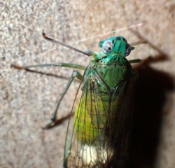 Cicada